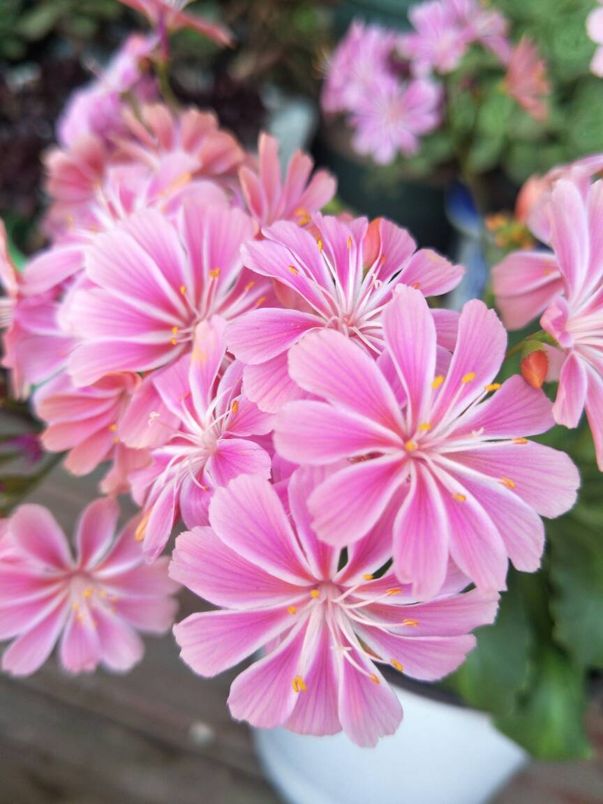 露薇花圖片