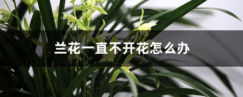 蘭花一直不開(kāi)花怎么辦，如何讓蘭花開(kāi)花