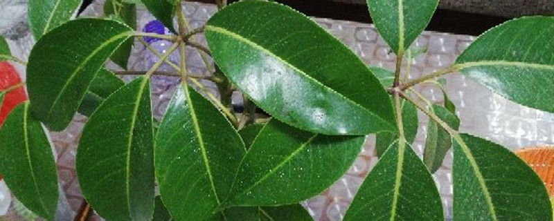 招財(cái)樹落葉子怎么回事，如何解決