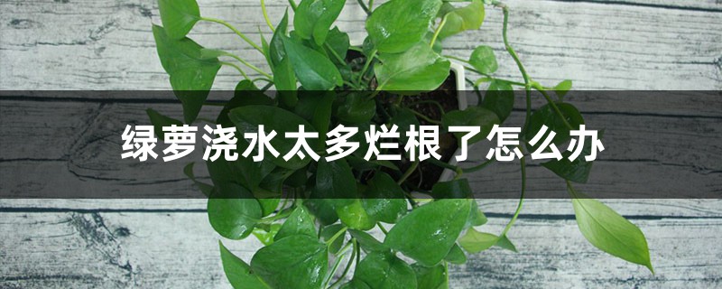 綠蘿澆水太多爛根了怎么辦,爛根有什么表現(xiàn) 綠蘿澆水太多爛根了怎么辦,爛根有什么表現(xiàn)
