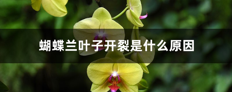蝴蝶蘭葉子開(kāi)裂是什么原因，葉子褶皺變軟