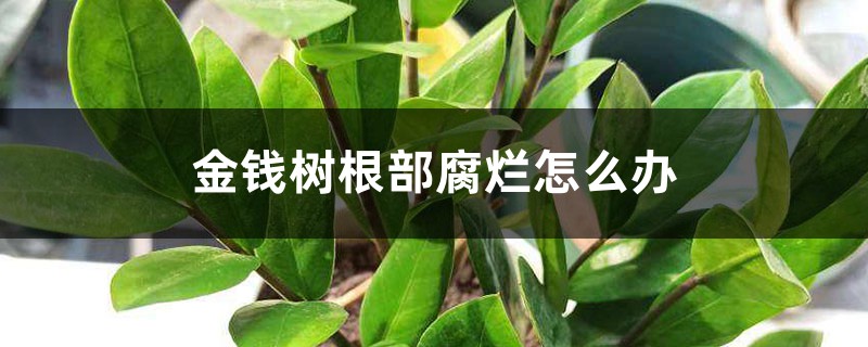 金錢樹根部腐爛怎么辦，爛根了怎么解救
