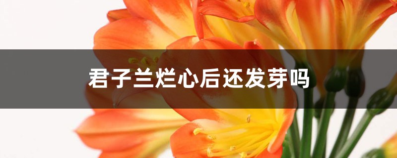 君子蘭爛心后還發(fā)芽嗎 君子蘭爛心后還發(fā)芽嗎