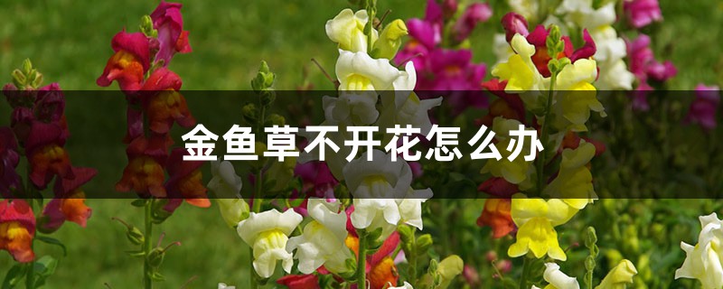 金魚草不開花怎么辦，怎么養(yǎng)爆盆