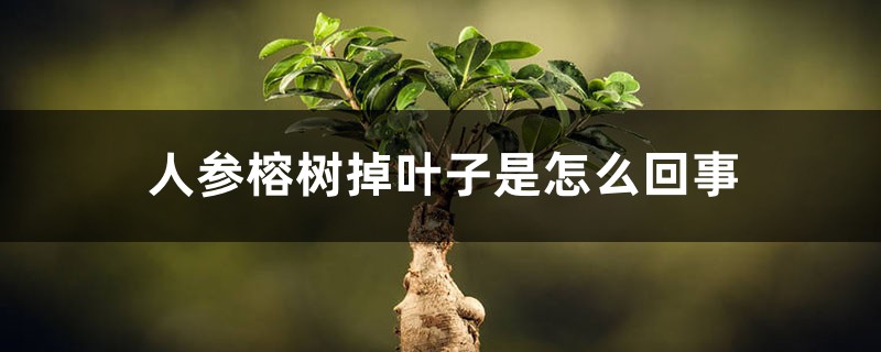 人參榕樹掉葉子是怎么回事，怎么辦