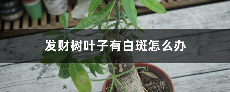 發(fā)財樹葉子有白斑怎么辦 發(fā)財樹葉子有白斑怎么辦