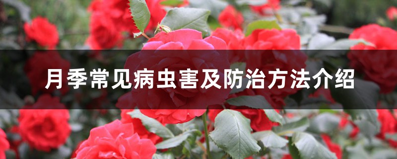 月季常見病蟲害及防治方法介紹 月季常見病蟲害及防治方法介紹