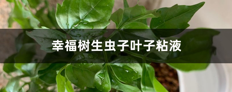 幸福樹(shù)葉子有粘液如何解決 幸福樹(shù)葉子有粘液如何解決