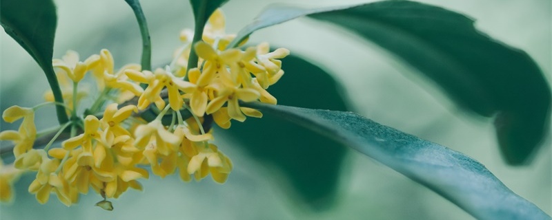 鎮(zhèn)宅招財(cái)旺人的植物 鎮(zhèn)宅招財(cái)旺人的植物