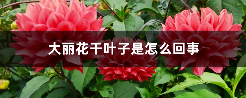 大麗花干葉子是怎么回事 大麗花干葉子是怎么回事