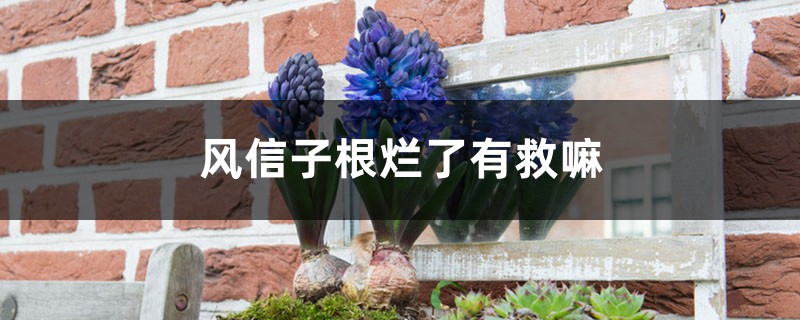 風信子根爛了有救嘛 風信子根爛了有救嘛