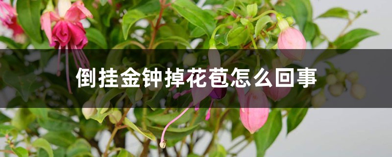 倒掛金鐘掉花苞怎么回事，怎么辦
