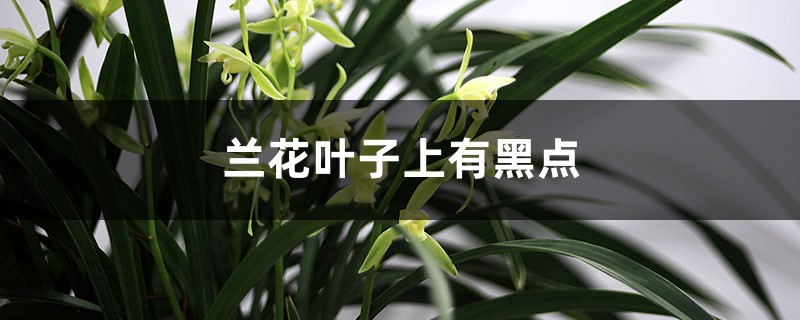 蘭花葉子上有黑點(diǎn)是什么病 蘭花葉子上有黑點(diǎn)是什么病