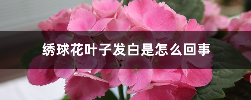 繡球花葉子發(fā)白是怎么回事，怎么治