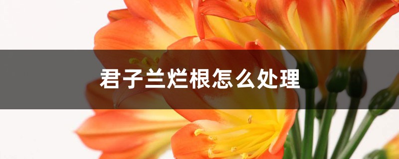 君子蘭爛根怎么處理 君子蘭爛根怎么處理