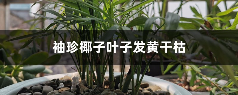 袖珍椰子葉子發(fā)黃干枯怎么辦 袖珍椰子葉子發(fā)黃干枯怎么辦