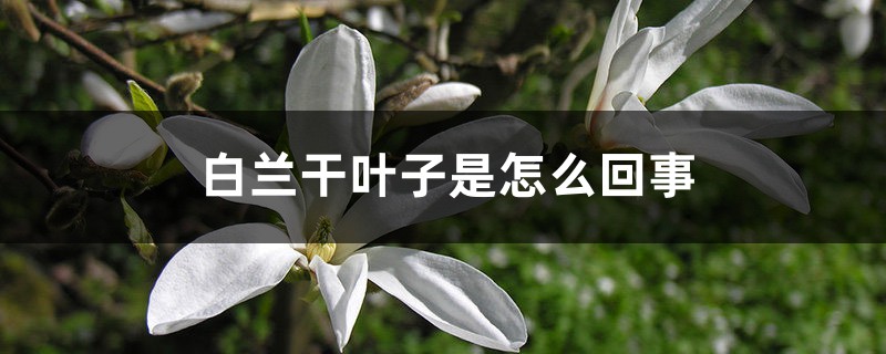 白蘭干葉子是怎么回事 白蘭干葉子是怎么回事