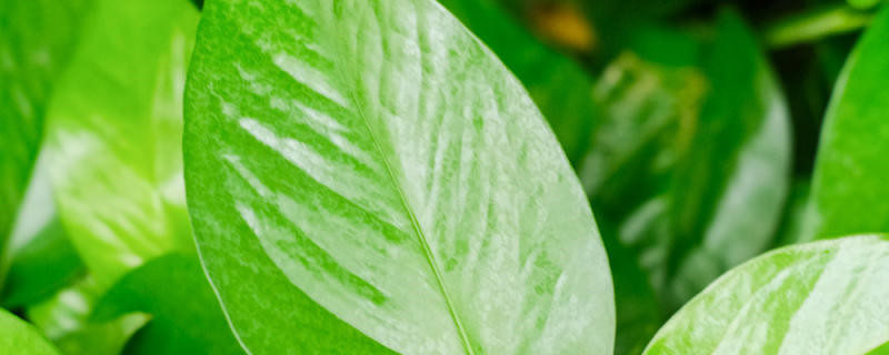 什么植物凈化空氣最好 什么植物凈化空氣最好