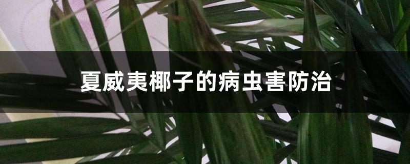 夏威夷椰子的病蟲害防治 夏威夷椰子的病蟲害防治