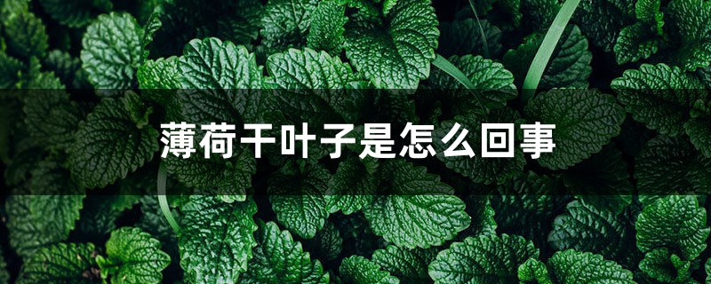 薄荷干葉子是怎么回事 薄荷干葉子是怎么回事