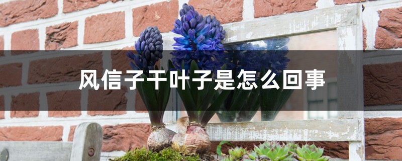 風信子干葉子是怎么回事 風信子干葉子是怎么回事