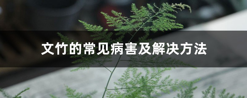 文竹的常見病害及解決方法 文竹的常見病害及解決方法