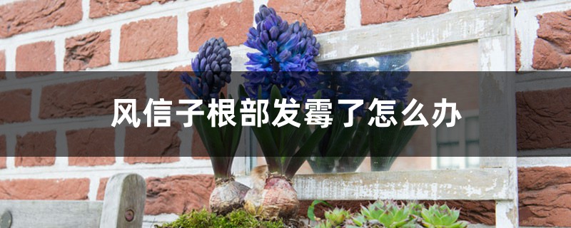 風(fēng)信子根部發(fā)霉了怎么辦，還能活嗎