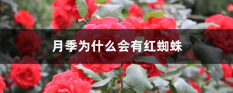 月季為什么會(huì)有紅蜘蛛 月季為什么會(huì)有紅蜘蛛