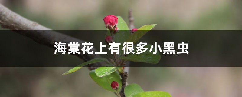 海棠花上有很多小黑蟲怎么辦 海棠花上有很多小黑蟲怎么辦