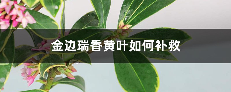 金邊瑞香黃葉的原因及處理辦法 金邊瑞香黃葉的原因及處理辦法