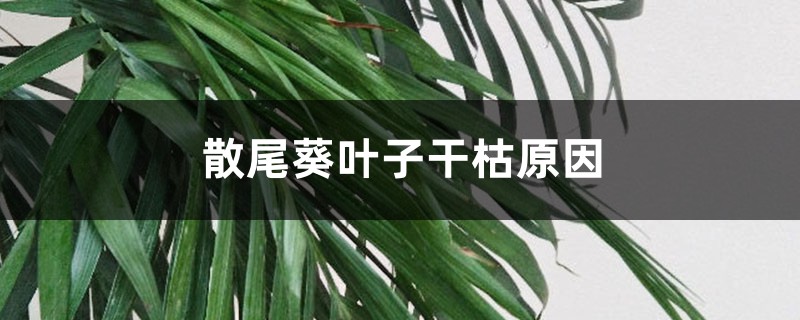 散尾葵葉子干枯原因，干枯后怎么處理