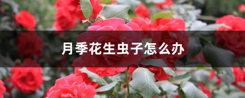 月季花生蟲子怎么辦 月季花生蟲子怎么辦