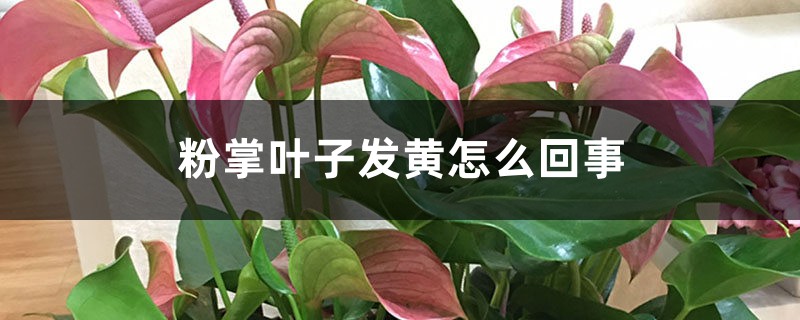 粉掌葉子發(fā)黃怎么回事，怎么辦