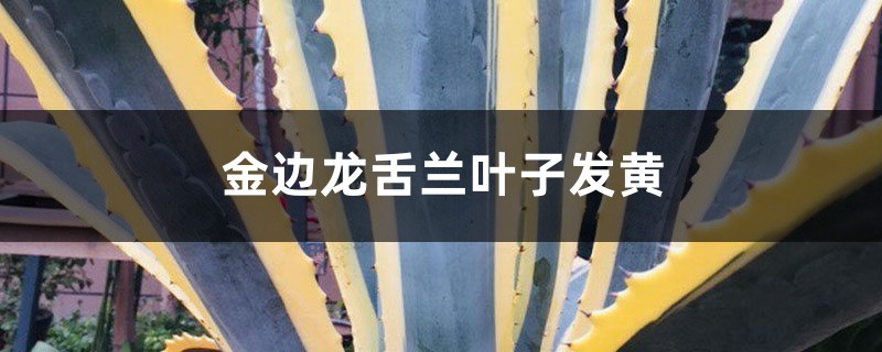 金邊龍舌蘭黃葉的原因和處理方法 金邊龍舌蘭黃葉的原因和處理方法