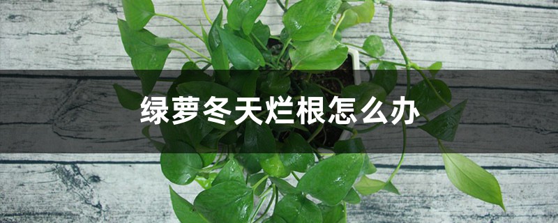 冬天綠蘿爛根怎么處理，爛根怎么修剪