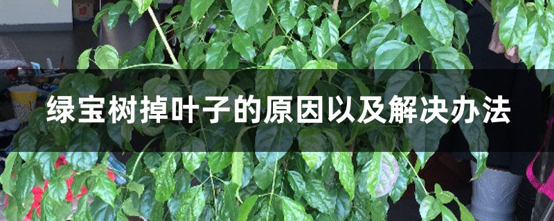綠寶樹掉葉子的原因以及解決辦法，掉葉子還會(huì)長嗎