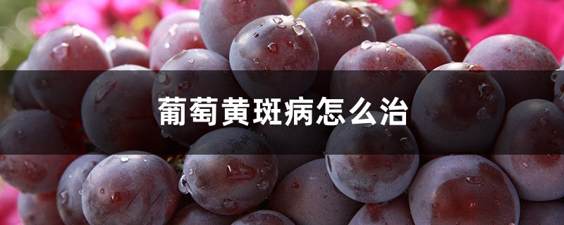 葡萄黃斑病怎么治，用什么藥