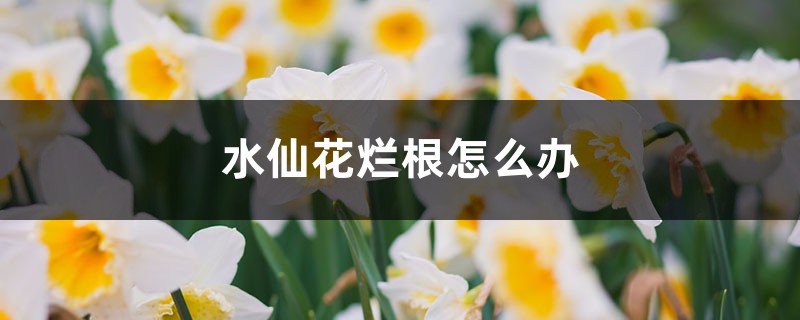 水仙花爛根怎么辦 水仙花爛根怎么辦