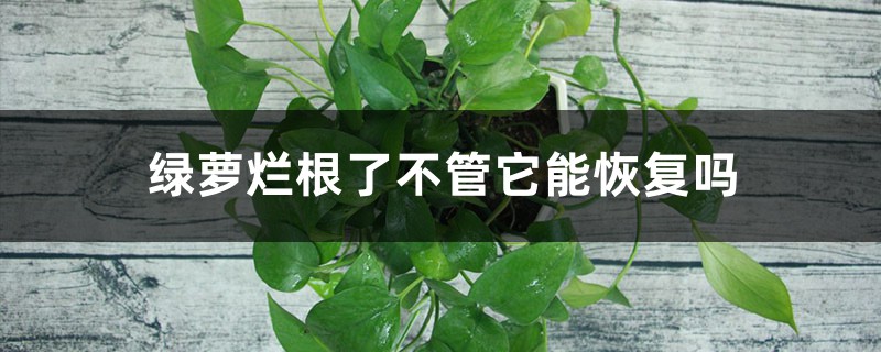 綠蘿爛根了不管它能恢復(fù)嗎