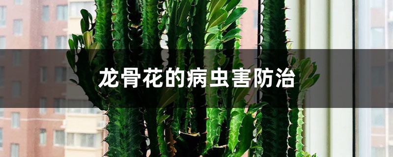 龍骨花的病蟲(chóng)害防治 龍骨花的病蟲(chóng)害防治
