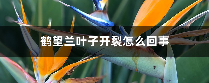 鶴望蘭葉子開裂怎么回事，怎么辦