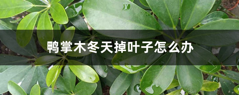 鴨掌木冬天掉葉子怎么辦，為什么掉葉