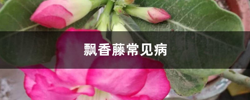 飄香藤常見病 飄香藤常見病
