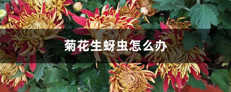 菊花生蚜蟲怎么辦 菊花生蚜蟲怎么辦