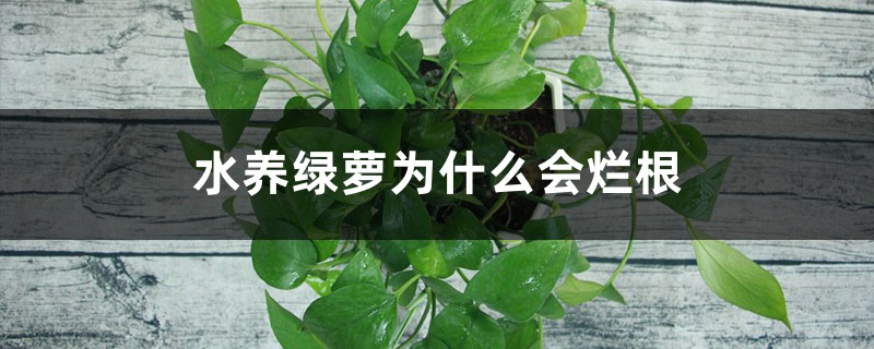 水養(yǎng)綠蘿為什么會(huì)爛根，爛根怎么補(bǔ)救