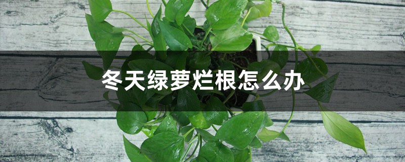 冬天綠蘿爛根怎么辦 冬天綠蘿爛根怎么辦