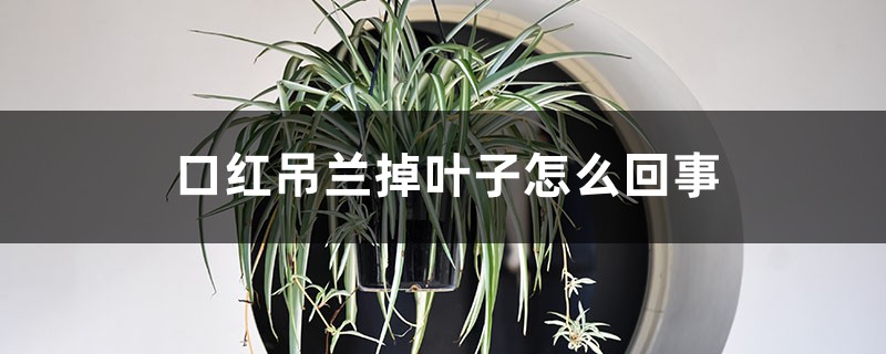 口紅吊蘭掉葉子怎么回事，怎么辦