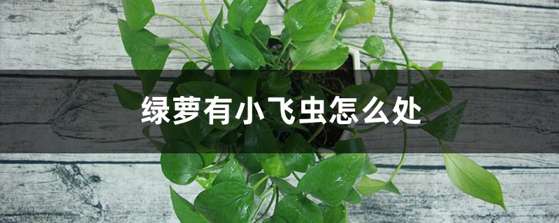 綠蘿有小飛蟲怎么處理，葉子發(fā)黃是怎么回事