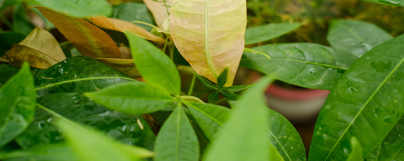 客廳擺什么植物好看又旺財(cái) 客廳擺什么植物好看又旺財(cái)
