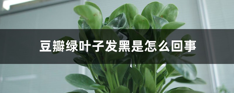 豆瓣綠葉子發(fā)黑是怎么回事，怎么辦